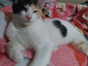 Gato raça American Shorthair idade 2 a 6 meses nome Jia