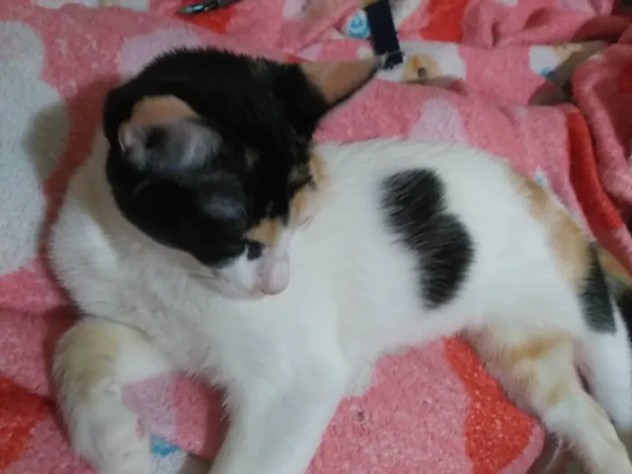 Gato ra a American Shorthair idade 2 a 6 meses nome Jia