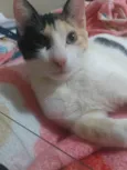 Jia