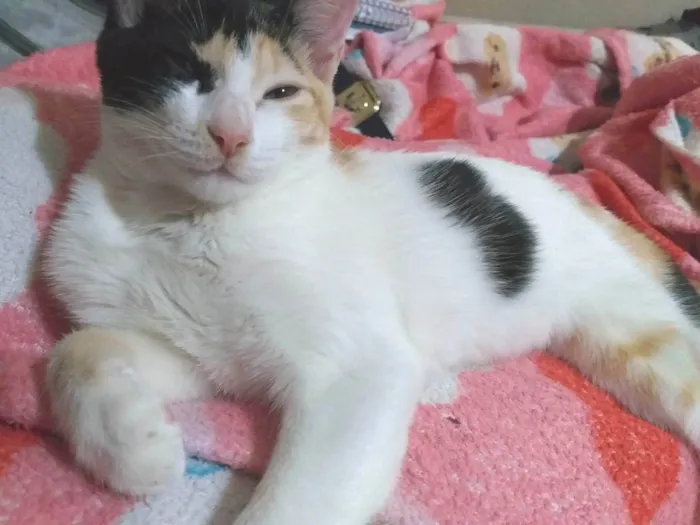 Gato ra a American Shorthair idade 2 a 6 meses nome Jia