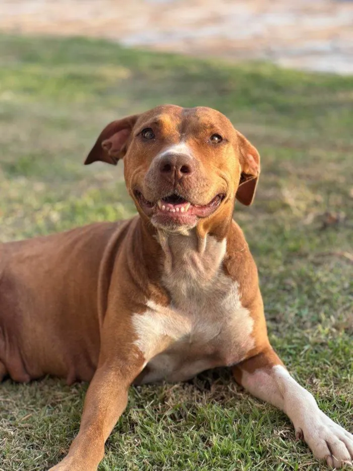 Cachorro ra a Pit-Bull idade 7 a 11 meses nome Falar com Luana - Whats 11 93916-3333