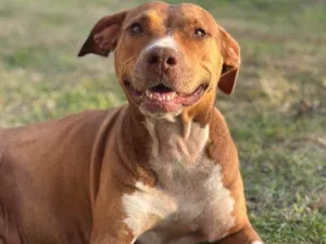 Cachorro raça Pit-Bull idade 7 a 11 meses nome Falar com Luana - Whats 11 93916-3333