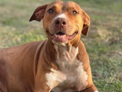 Cachorro raça Pit-Bull idade 7 a 11 meses nome Falar com Luana - Whats 11 93916-3333
