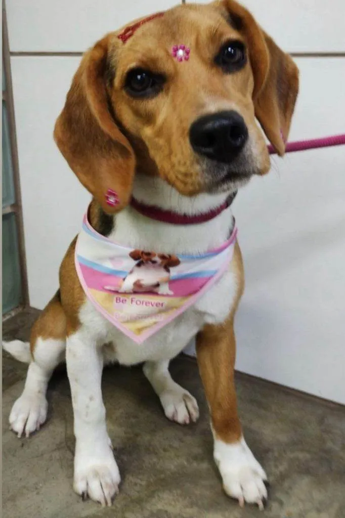 Cachorro ra a SRD-ViraLata idade 2 a 6 meses nome Falar com Leandro - Whats 11 98982-3355