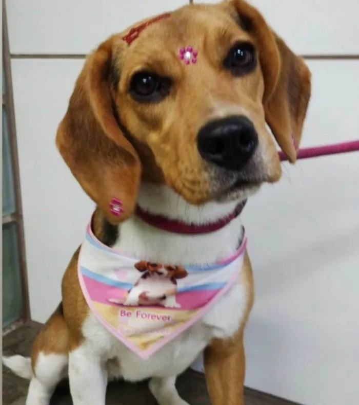 Cachorro ra a SRD-ViraLata idade 2 a 6 meses nome Falar com Leandro - Whats 11 98982-3355