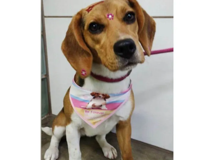Cachorro ra a SRD-ViraLata idade 2 a 6 meses nome Falar com Leandro - Whats 11 98982-3355