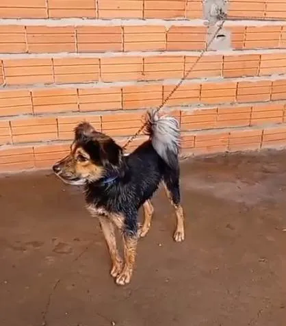 Cachorro ra a SRD-ViraLata idade 7 a 11 meses nome Falar com Ivanildo - Whats 11 7051-5086