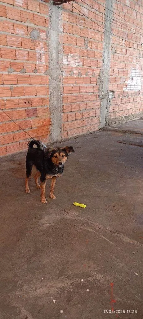 Cachorro ra a SRD-ViraLata idade 7 a 11 meses nome Falar com Ivanildo - Whats 11 7051-5086