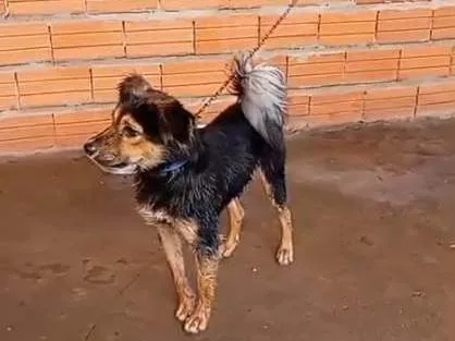 Cachorro ra a SRD-ViraLata idade 7 a 11 meses nome Falar com Ivanildo - Whats 11 7051-5086