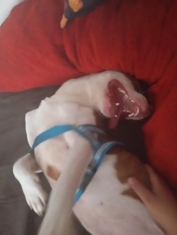 Cachorro ra a Pit-Bull idade 7 a 11 meses nome Falar com Tatiane - Whats 11 98295-9276