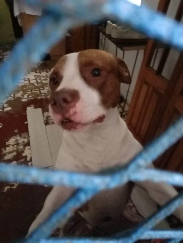 Cachorro ra a Pit-Bull idade 7 a 11 meses nome Falar com Tatiane - Whats 11 98295-9276