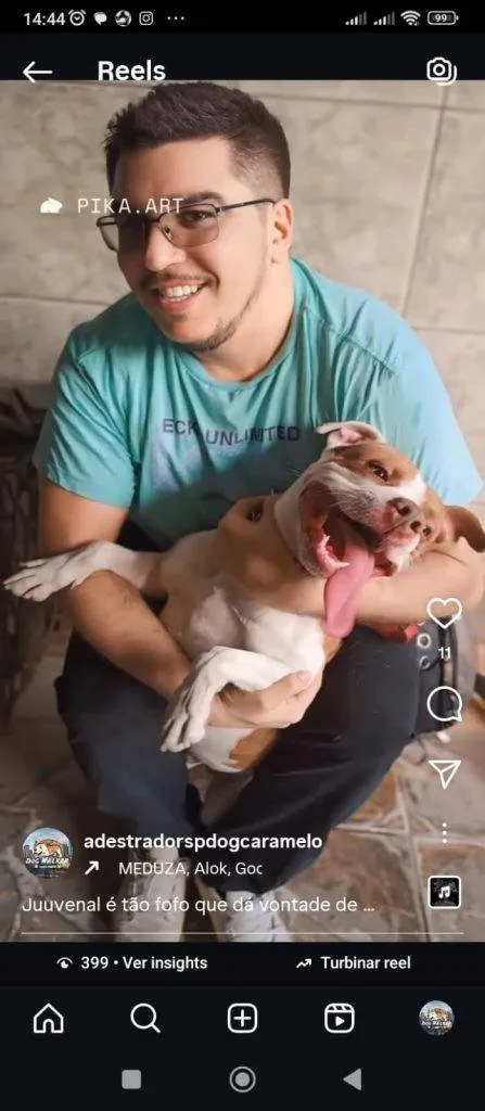 Cachorro ra a Pit-Bull idade 7 a 11 meses nome Falar com Tatiane - Whats 11 98295-9276