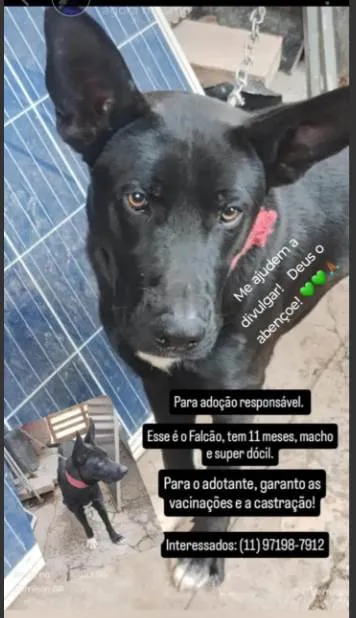 Cachorro ra a SRD-ViraLata idade 7 a 11 meses nome Falar com Edimilson - Whats 11 92015-7871