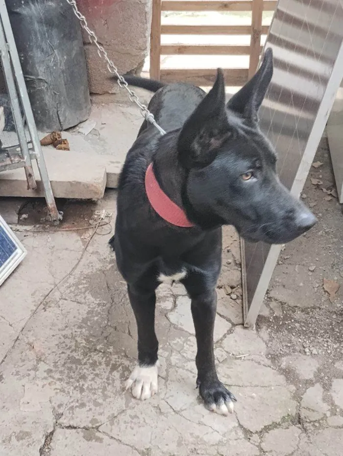 Cachorro ra a SRD-ViraLata idade 7 a 11 meses nome Falar com Edimilson - Whats 11 92015-7871