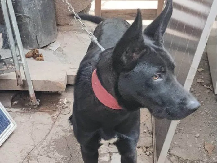 Cachorro ra a SRD-ViraLata idade 7 a 11 meses nome Falar com Edimilson - Whats 11 92015-7871