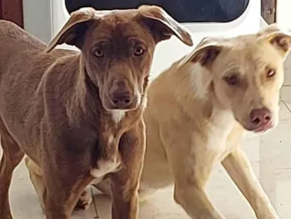 Cachorro raça SRD-ViraLata idade 2 a 6 meses nome Não sei