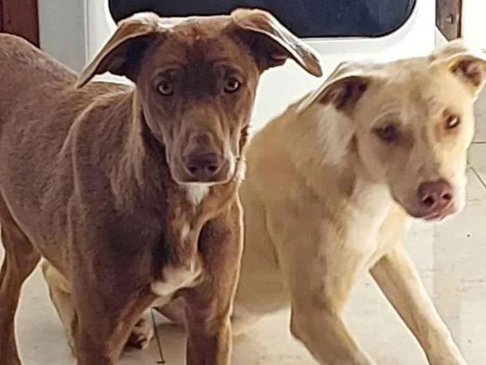 Cachorro ra a SRD-ViraLata idade 2 a 6 meses nome Não sei