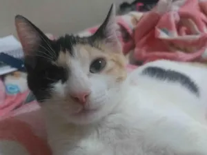 Gato raça American Shorthair idade 2 a 6 meses nome Jia