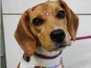 Cachorro raça SRD-ViraLata idade 2 a 6 meses nome Falar com Leandro - Whats 11 98982-3355