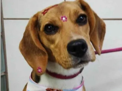 Cachorro raça SRD-ViraLata idade 2 a 6 meses nome Falar com Leandro - Whats 11 98982-3355