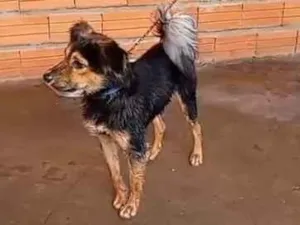 Cachorro raça SRD-ViraLata idade 7 a 11 meses nome Falar com Ivanildo - Whats 11 7051-5086