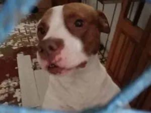 Cachorro raça Pit-Bull idade 7 a 11 meses nome Falar com Tatiane - Whats 11 98295-9276