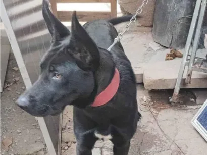 Cachorro raça SRD-ViraLata idade 7 a 11 meses nome Falar com Edimilson - Whats 11 92015-7871