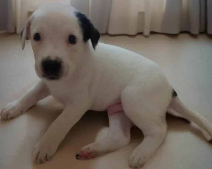 Cachorro ra a SRD-ViraLata idade Abaixo de 2 meses nome Sem nome (a escolher pelo adotante)
