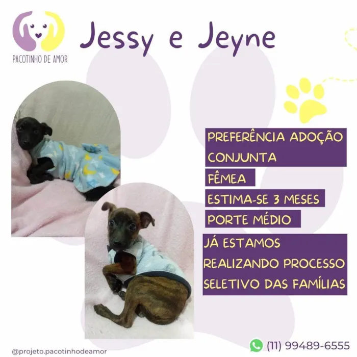 Cachorro ra a SRD-ViraLata idade 2 a 6 meses nome Jessy e Jeyne