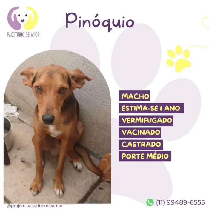 Cachorro ra a SRD-ViraLata idade 1 ano nome Pinóquio 