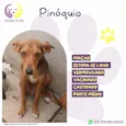 Pinóquio