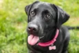 ZOE