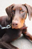 ZOE