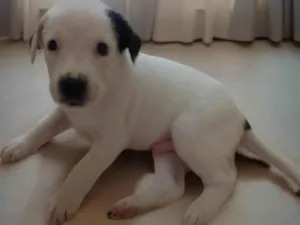 Cachorro raça SRD-ViraLata idade Abaixo de 2 meses nome Sem nome (a escolher pelo adotante)