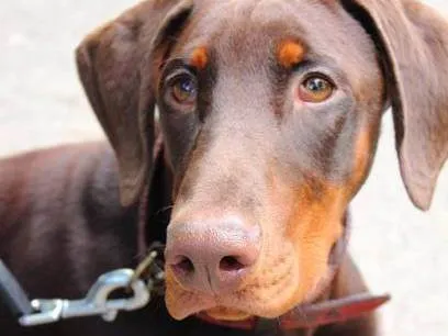Cachorro ra a Dobermann idade 1 ano nome ZOE