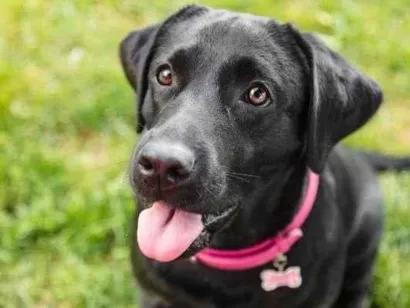 Cachorro raça Dobermann idade 1 ano nome ZOE