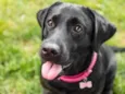 ZOE