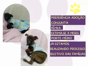 Cachorro raça SRD-ViraLata idade 2 a 6 meses nome Jessy e Jeyne