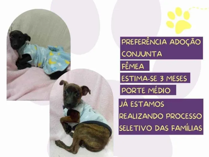 Cachorro ra a SRD-ViraLata idade 2 a 6 meses nome Jessy e Jeyne