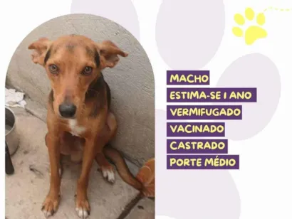 Cachorro raça SRD-ViraLata idade 1 ano nome Pinóquio 