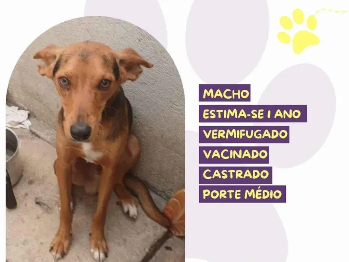 Cachorro ra a SRD-ViraLata idade 1 ano nome Pinóquio 