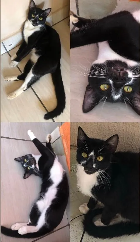 Gato ra a SRD-ViraLata idade 1 ano nome Negão 