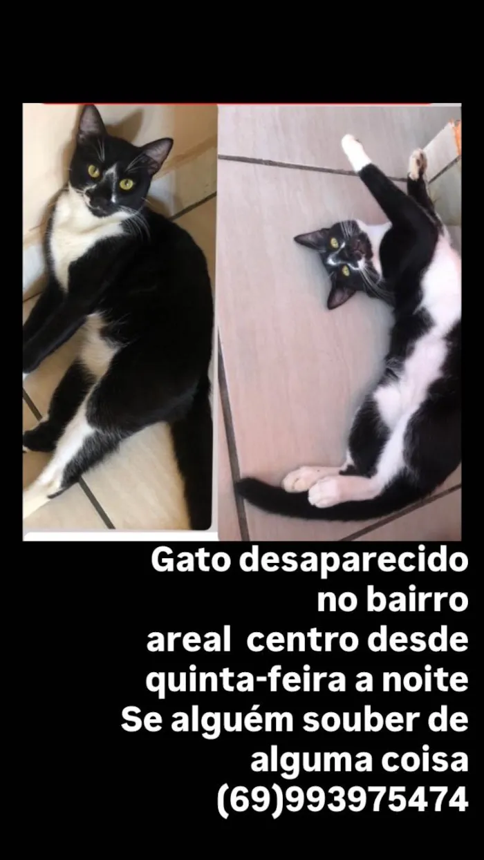 Gato ra a SRD-ViraLata idade 1 ano nome Negão 