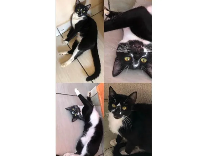Gato ra a SRD-ViraLata idade 1 ano nome Negão 