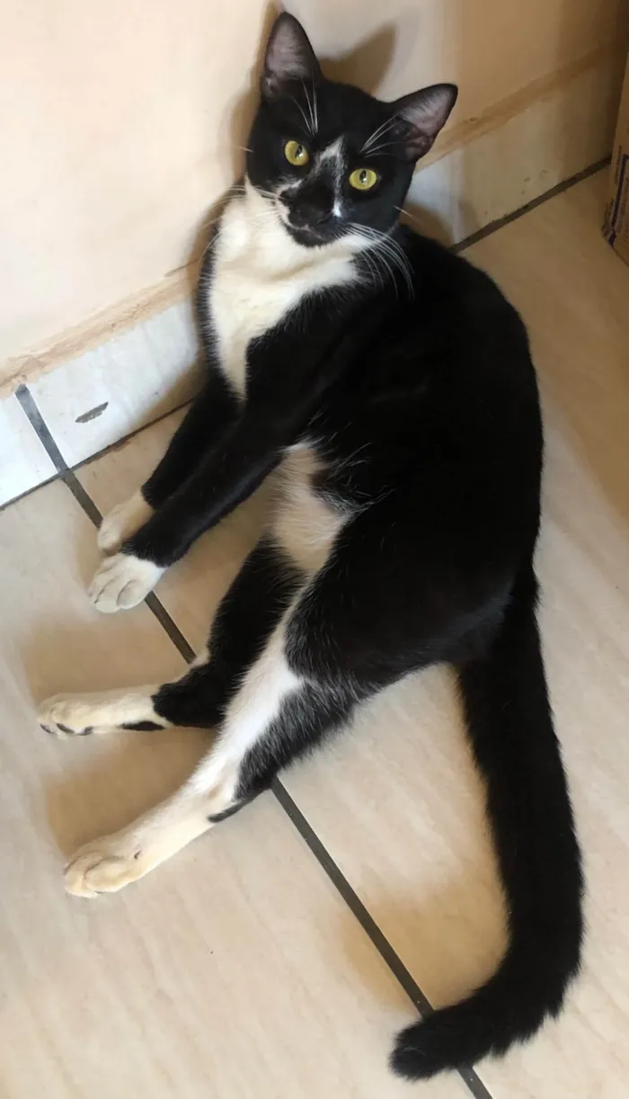Gato ra a SRD-ViraLata idade 1 ano nome Negão 