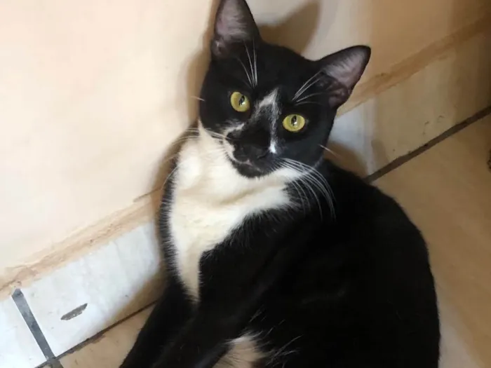 Gato ra a SRD-ViraLata idade 1 ano nome Negão 