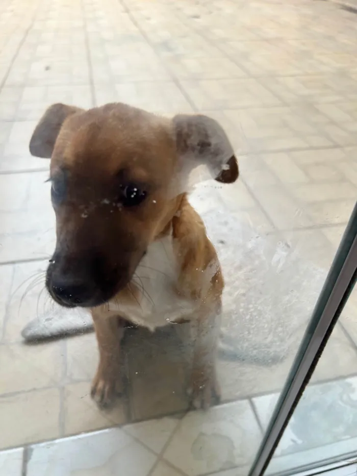 Cachorro ra a SRD-ViraLata idade 2 a 6 meses nome Não sei