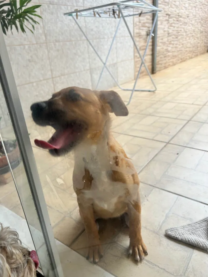 Cachorro ra a SRD-ViraLata idade 2 a 6 meses nome Não sei
