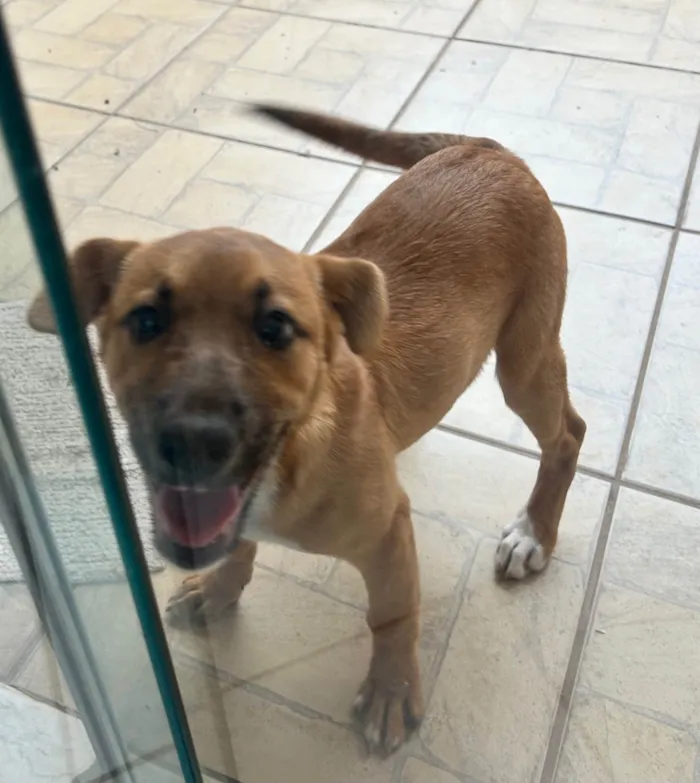 Cachorro ra a SRD-ViraLata idade 2 a 6 meses nome Não sei