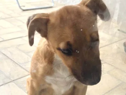 Cachorro raça SRD-ViraLata idade 2 a 6 meses nome Não sei